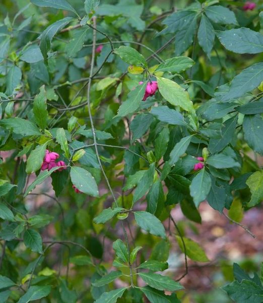 Euonymus europaeus 'Red Cascade'
